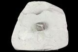 Wide, Enrolled Flexicalymene Trilobite In Shale - Ohio #80334-2